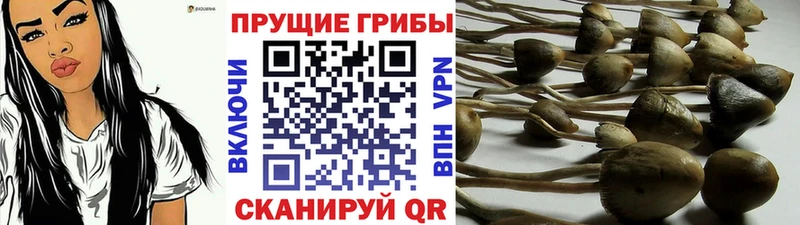 Галлюциногенные грибы Psilocybe  Купить  Сызрань 